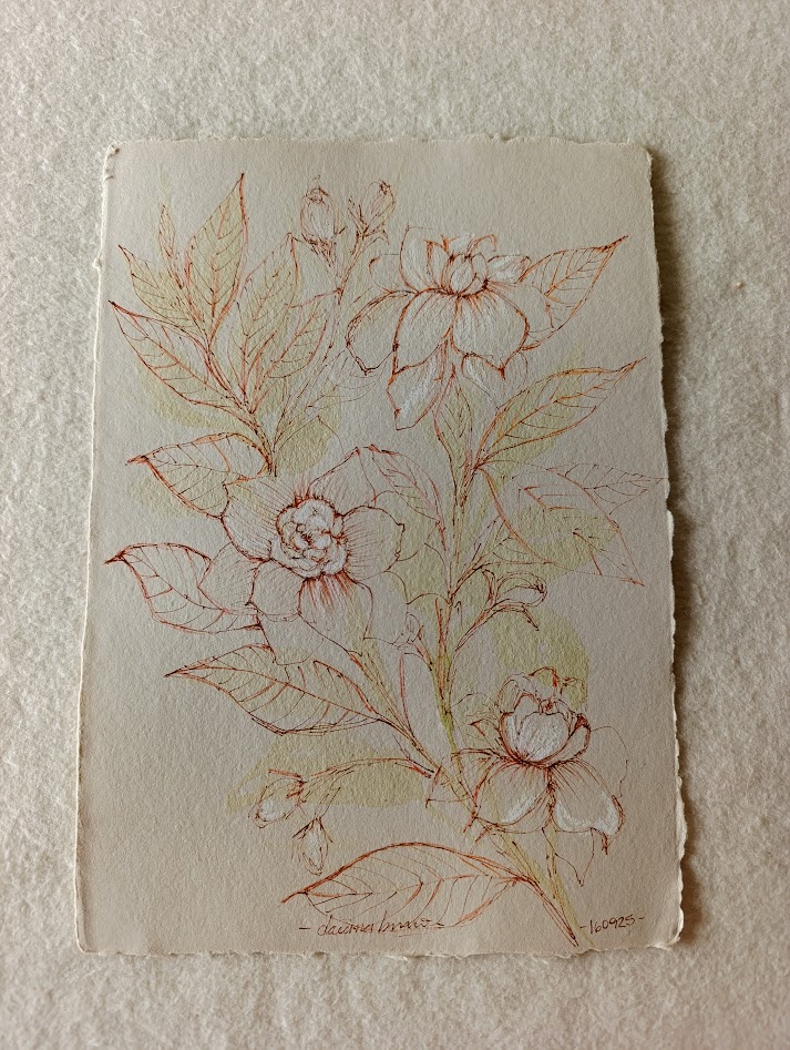 gardenia II 3
