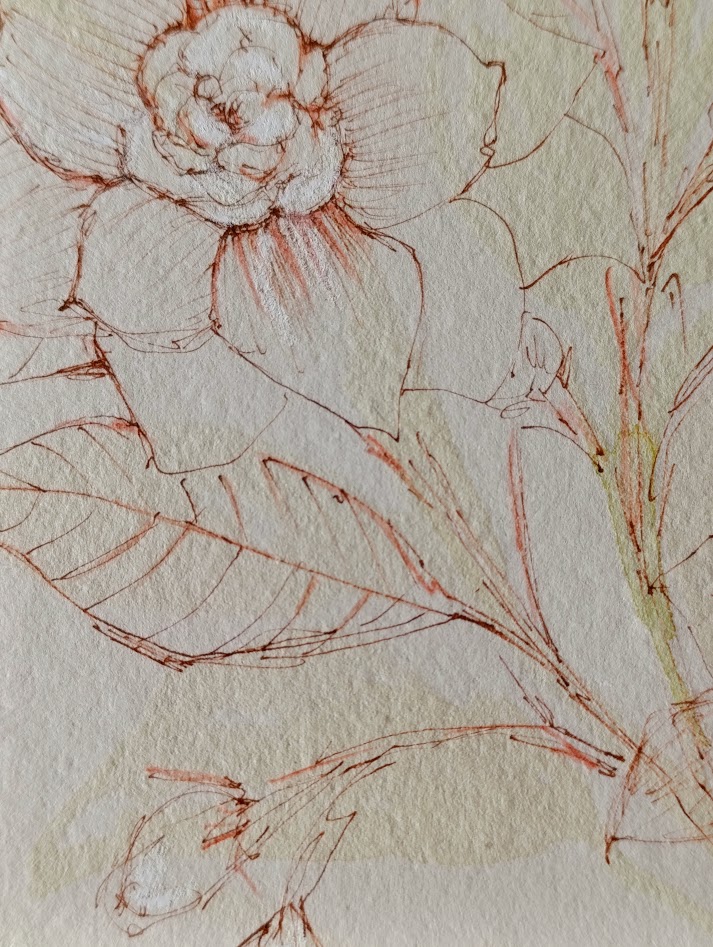 gardenia II 8