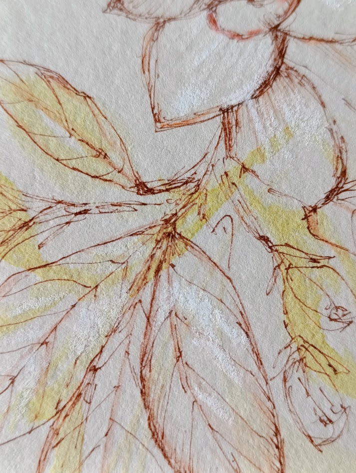 gardenia III 7