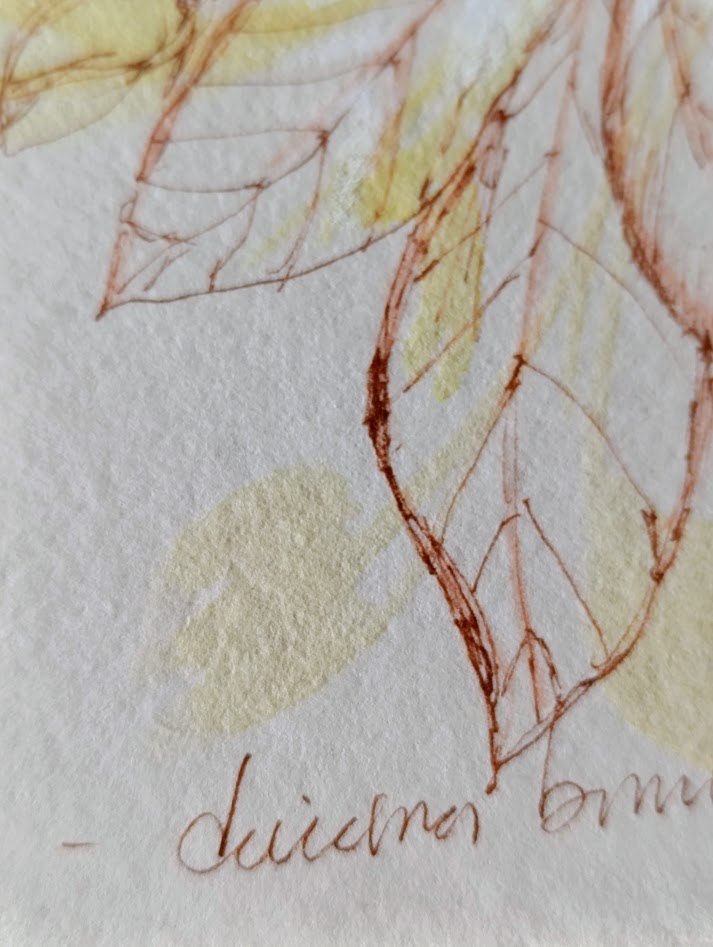gardenia III 8