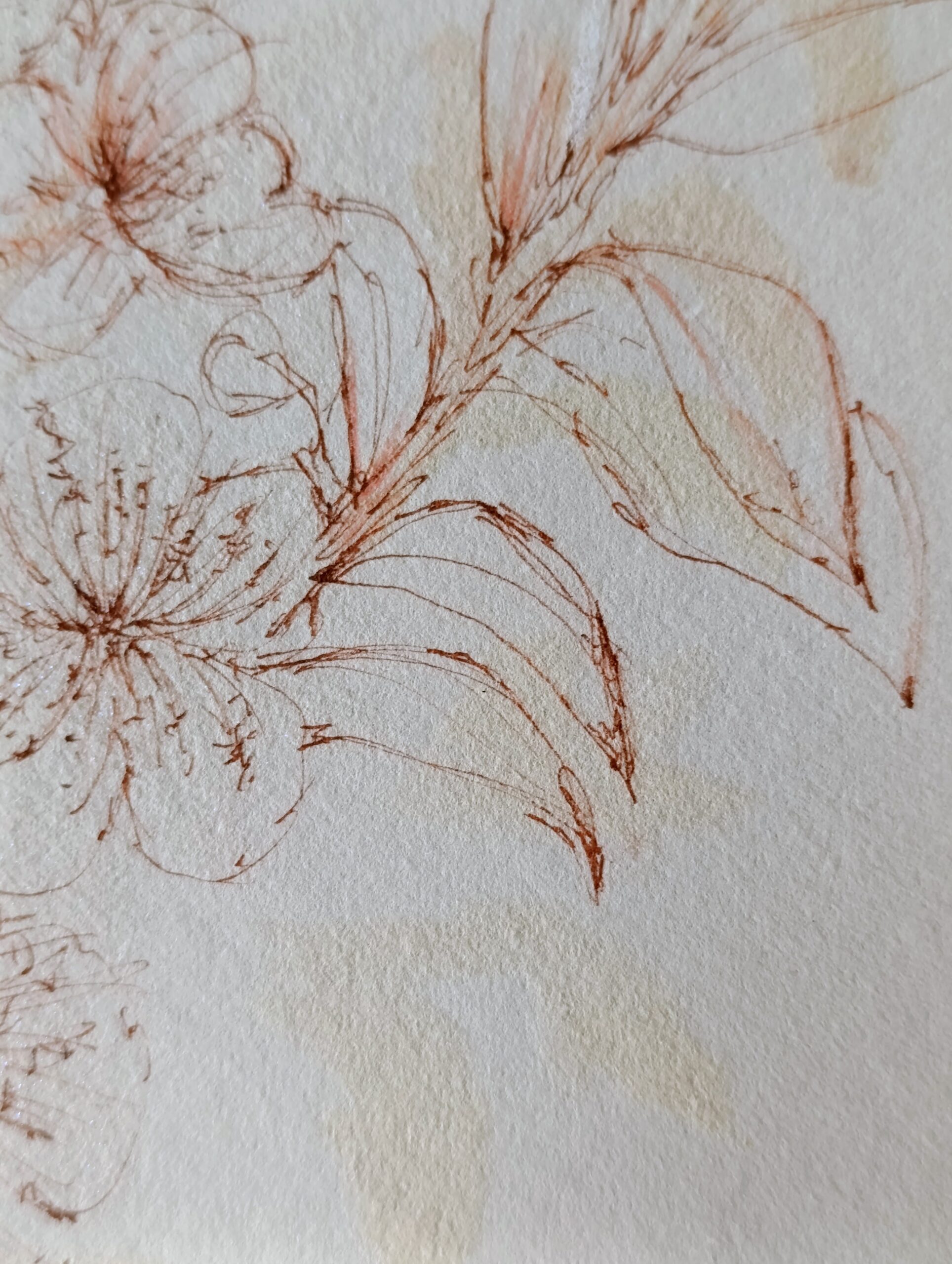 mirto II 7
